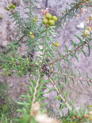 Agathosma foetidissima