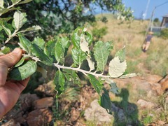 Brachylaena rotundata
