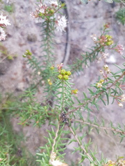 Agathosma foetidissima
