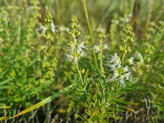Ocimum angustifolium