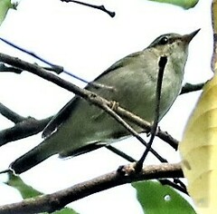 Phylloscopus borealis