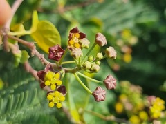 Pentarrhinum insipidum