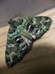 Austrocidaria similata