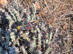 Euphorbia schinzii