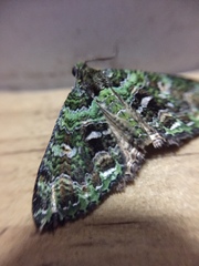 Austrocidaria similata