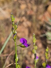 Polygala uncinata