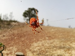 Araneus pallidus