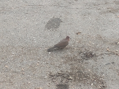 Streptopelia senegalensis