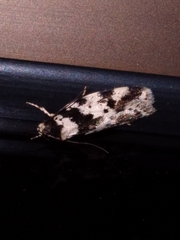 Barea confusella