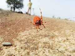 Araneus pallidus