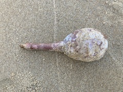 Pyura spinifera
