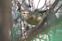 Phylloscopus schwarzi