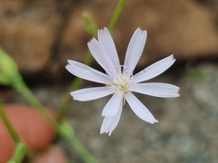 Lactuca inermis