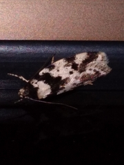 Barea confusella