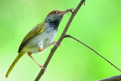 Orthotomus atrogularis