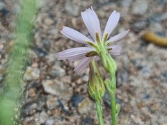 Lactuca inermis