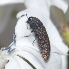 Acmaeodera