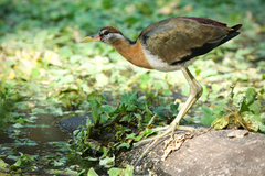 Bronze-Winged Jacana photo 4