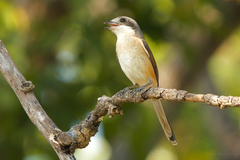 Lanius collurioides