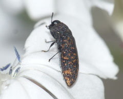 Acmaeodera
