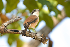 Lanius collurioides