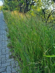 Heteropogon contortus