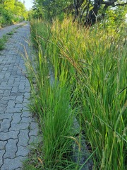 Heteropogon contortus