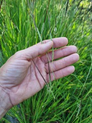 Heteropogon contortus