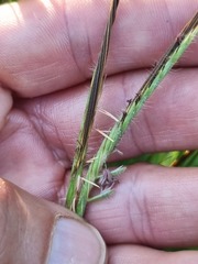 Heteropogon contortus