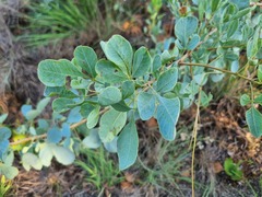 Searsia zeyheri
