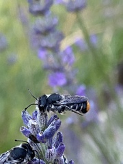 Megachile ferox
