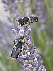 Megachile ferox