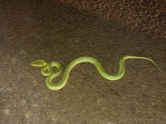 Craspedocephalus gramineus