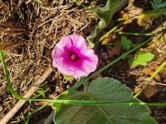 Ipomoea ommanneyi
