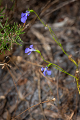 Lobelia tenuior