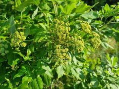 Heteromorpha arborescens abyssinica
