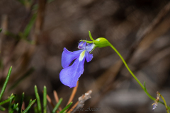 Lobelia tenuior