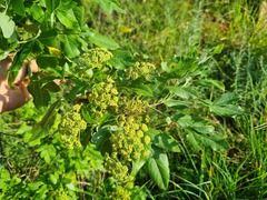 Heteromorpha arborescens abyssinica