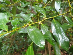 Diospyros australis