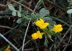 Coronilla minima