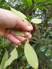 Diospyros australis