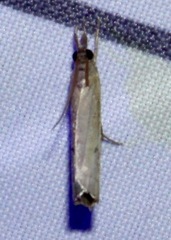 Fissicrambus mutabilis