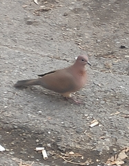 Streptopelia senegalensis
