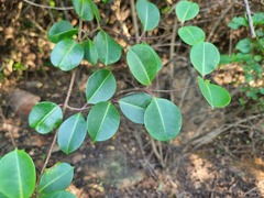 Cryptolepis cryptolepioides
