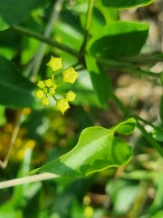 Pentarrhinum insipidum