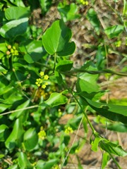 Pentarrhinum insipidum