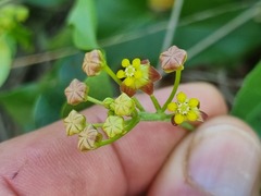 Pentarrhinum insipidum