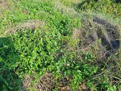 Pentarrhinum insipidum