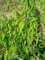 Acalypha villicaulis