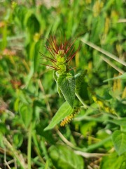 Acalypha villicaulis